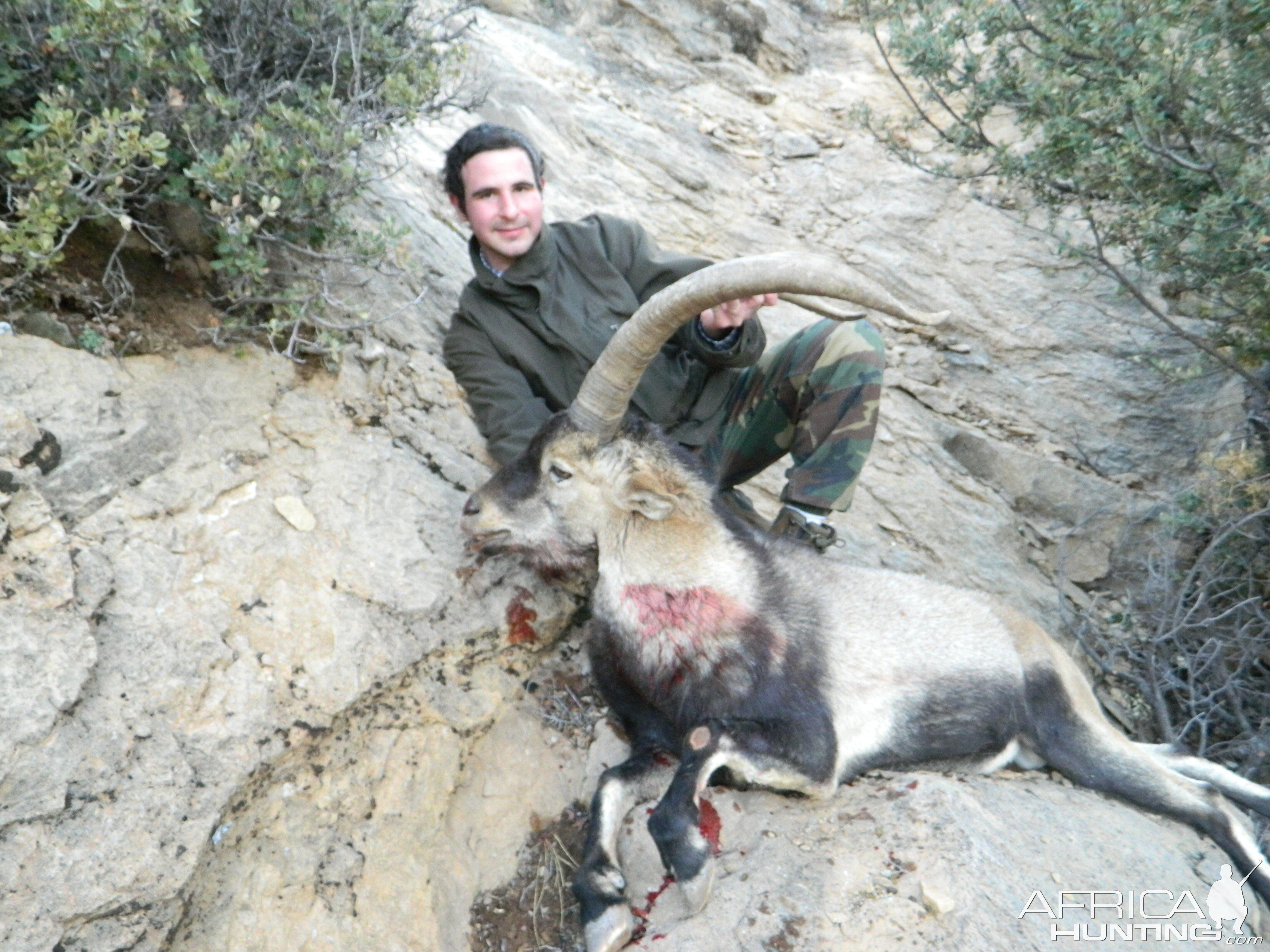 Sierra Nevada Ibex from Spain