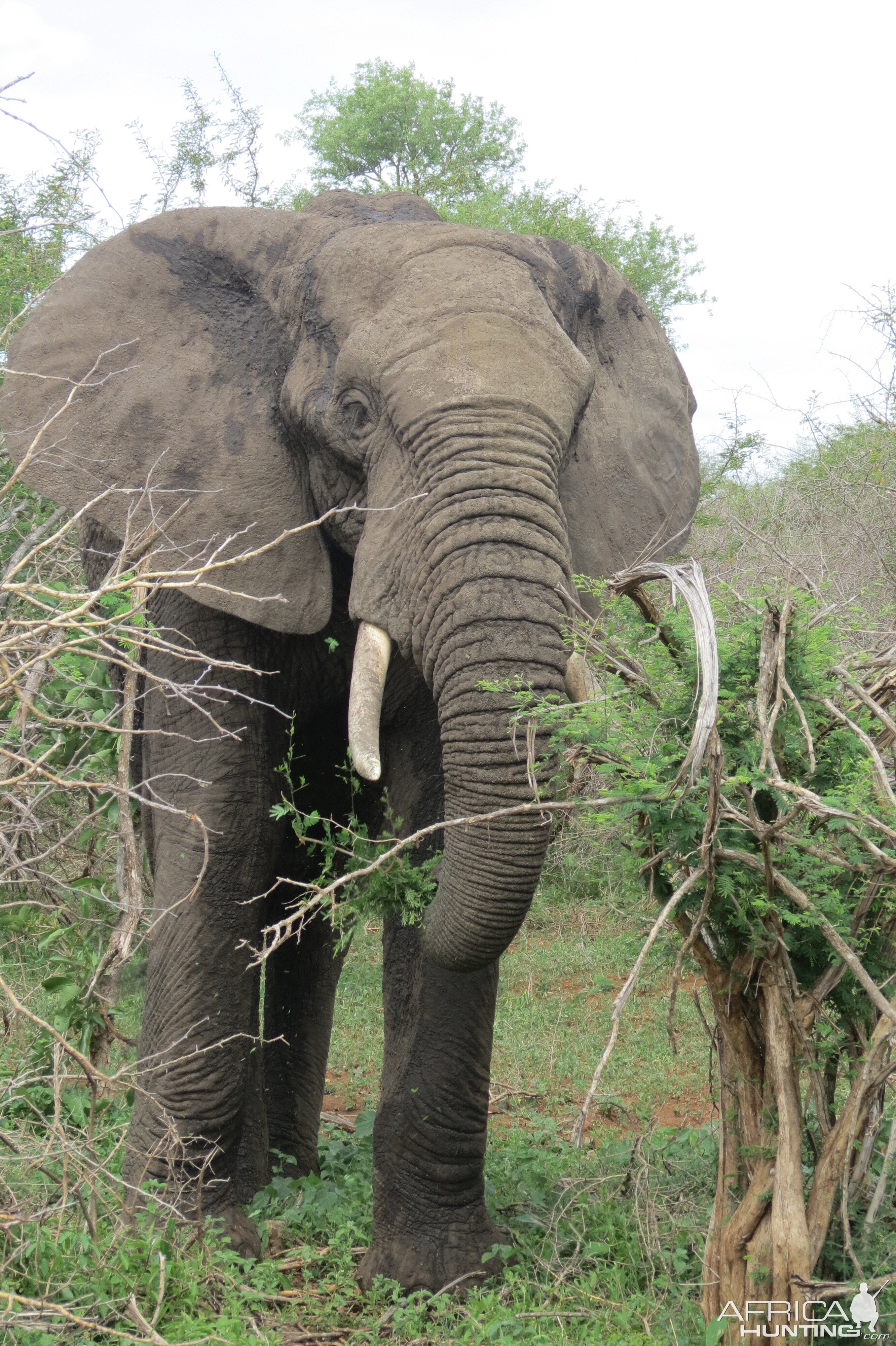 Sightseeing Elephant Kruger National Park South Africa