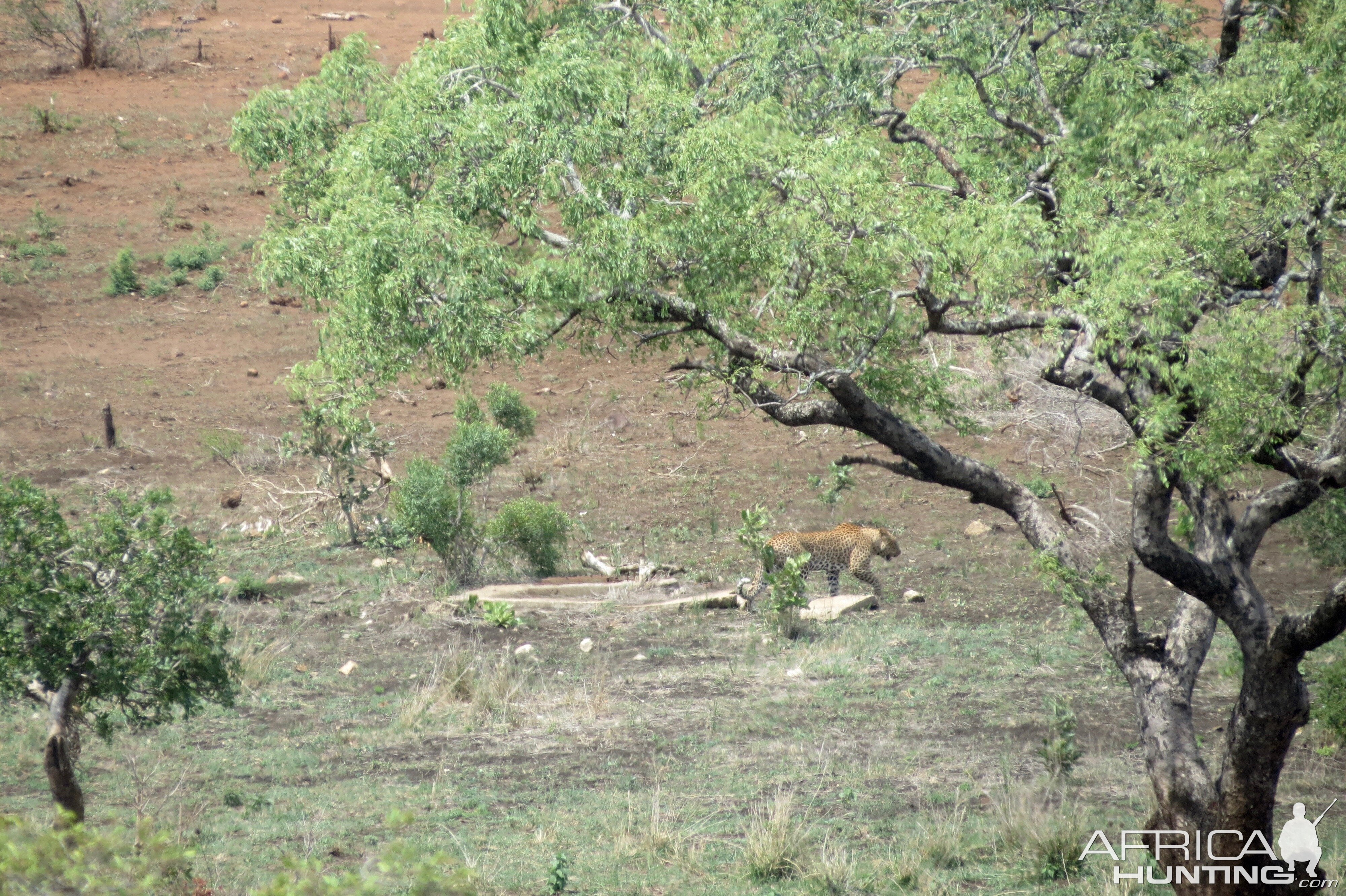 Sightseeing South Africa Leopard Kruger National Park