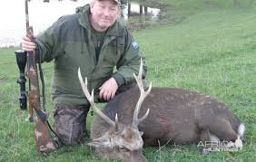 Sika deer Denmark