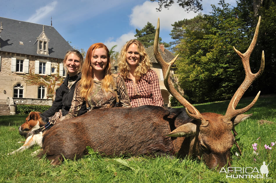 Sika Deer Hunt in France