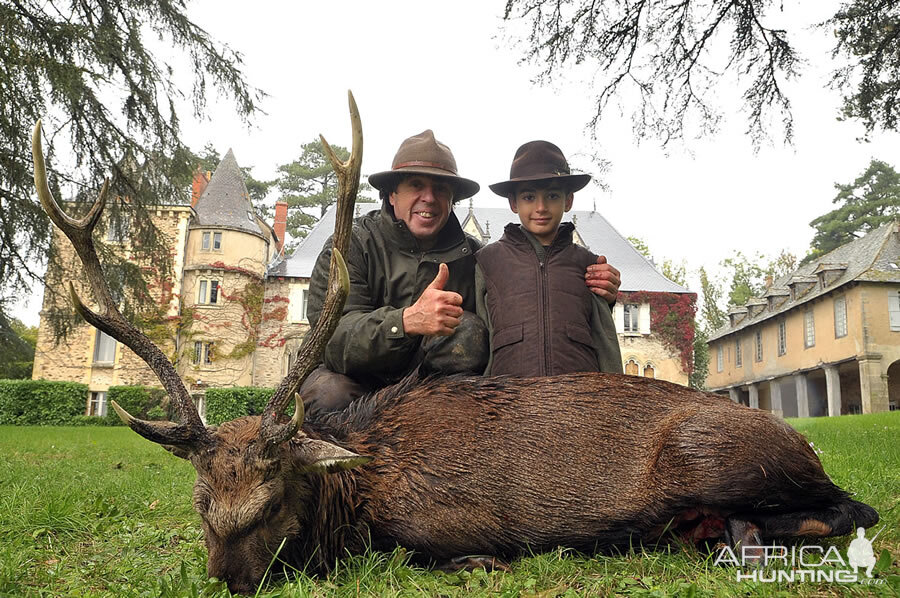 Sika Deer Hunt in France