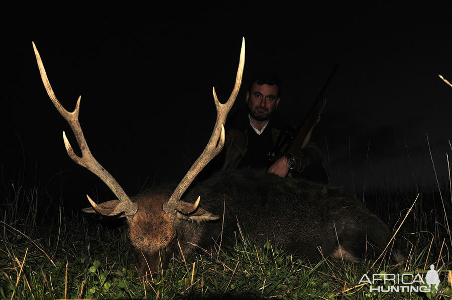 Sika Deer Hunt in France