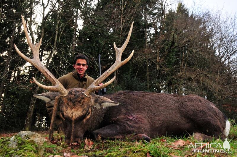 Sika Deer Hunt in France