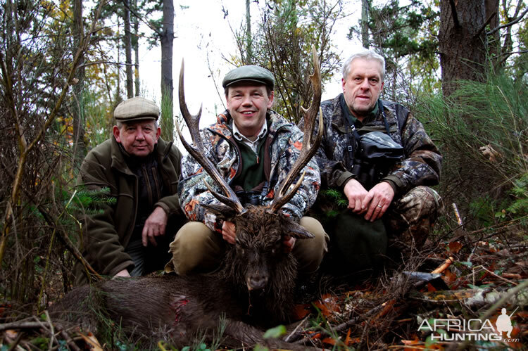 Sika Deer Hunt in France