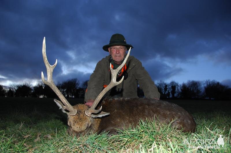 Sika Deer Hunt in France