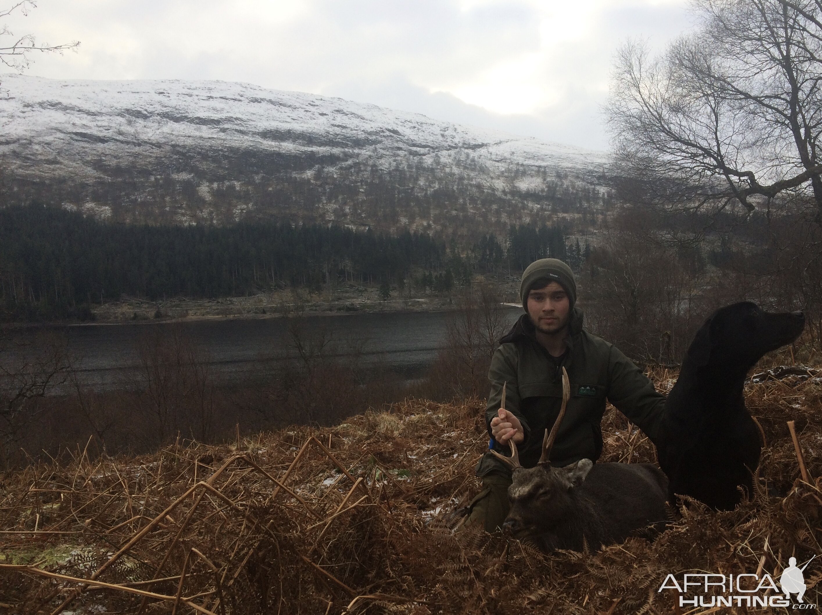 Sika Deer Hunt Scotland