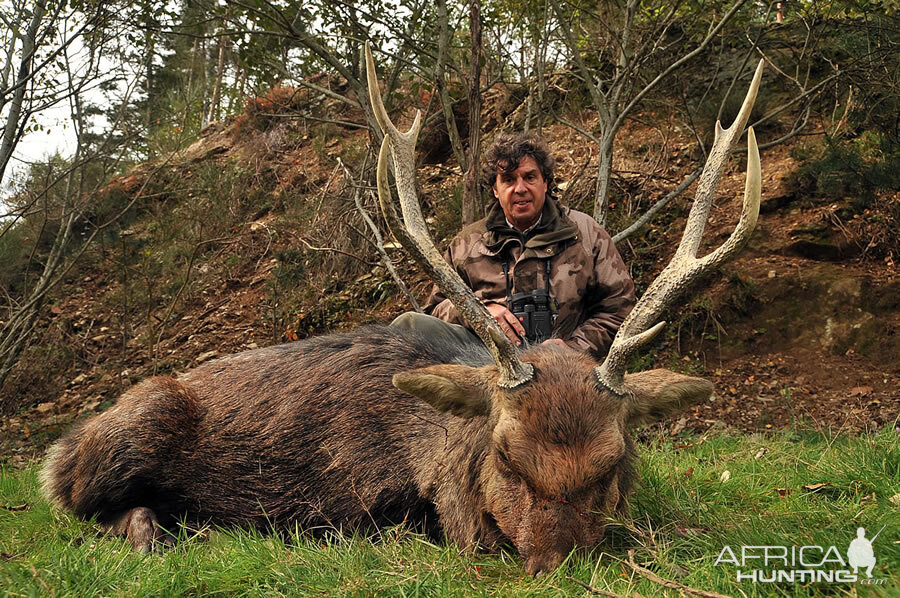 Sika Deer Hunting in France