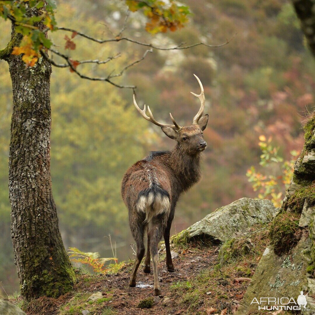 Sika Deer in France