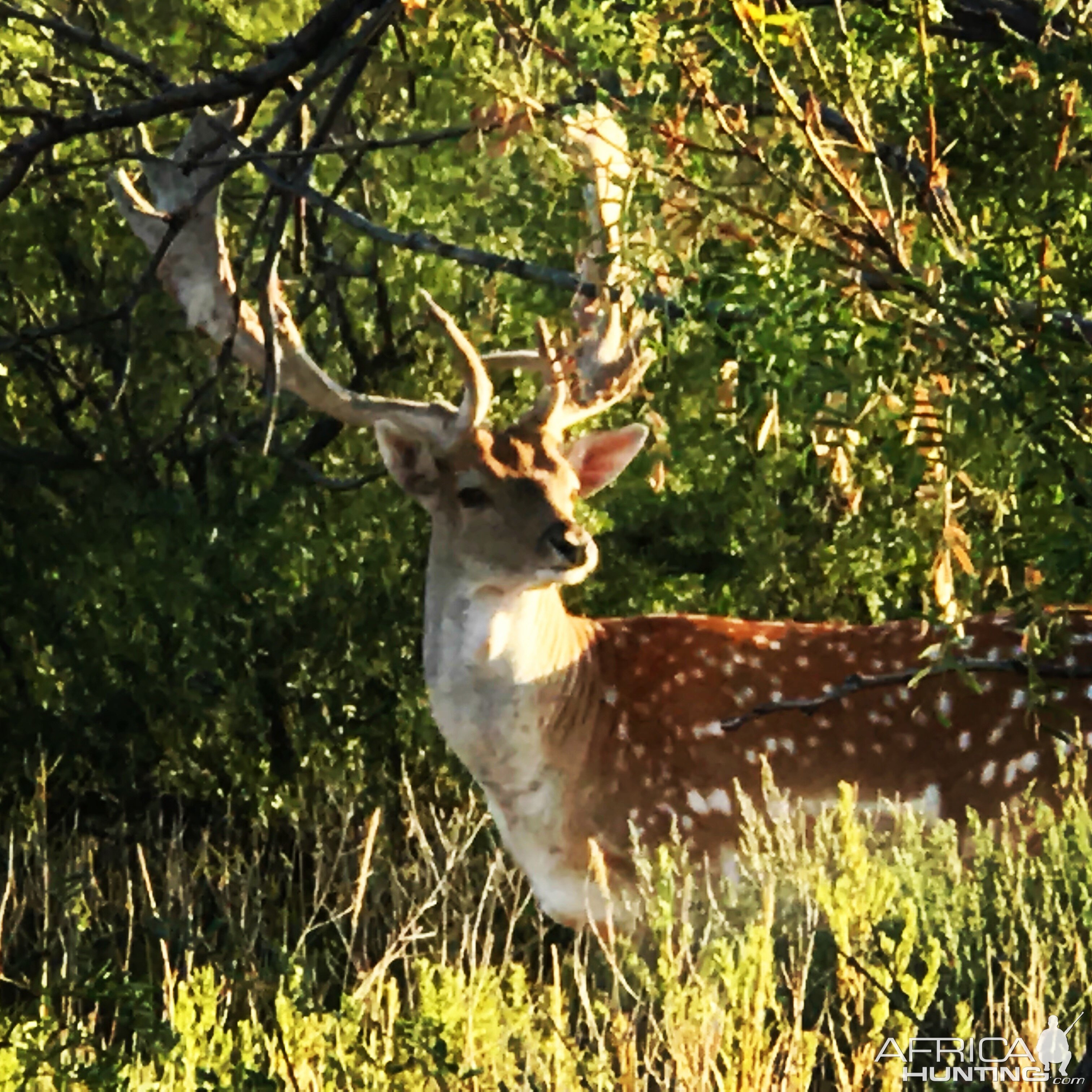 Sika Deer in Texas USA