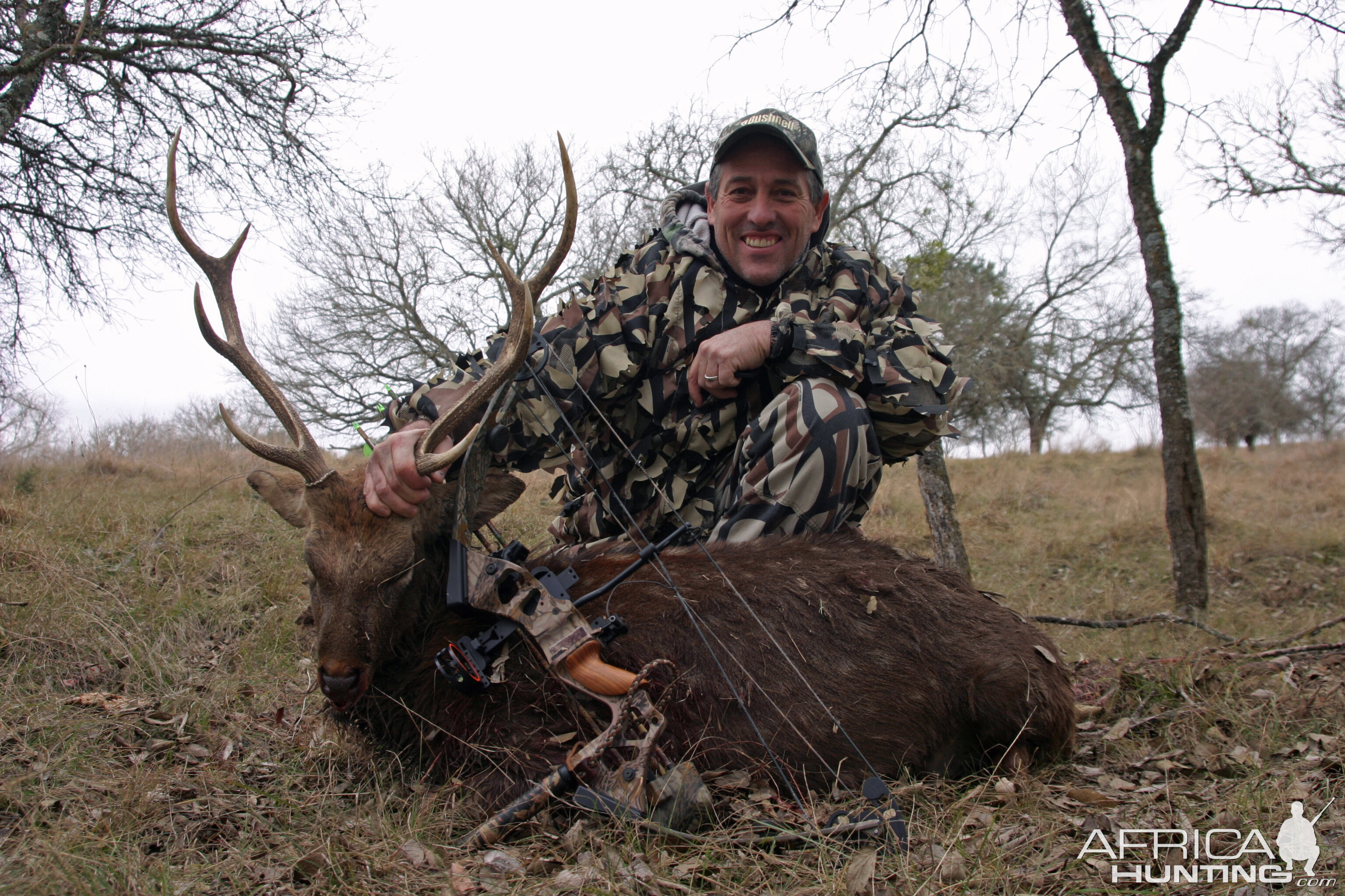 Sika Deer