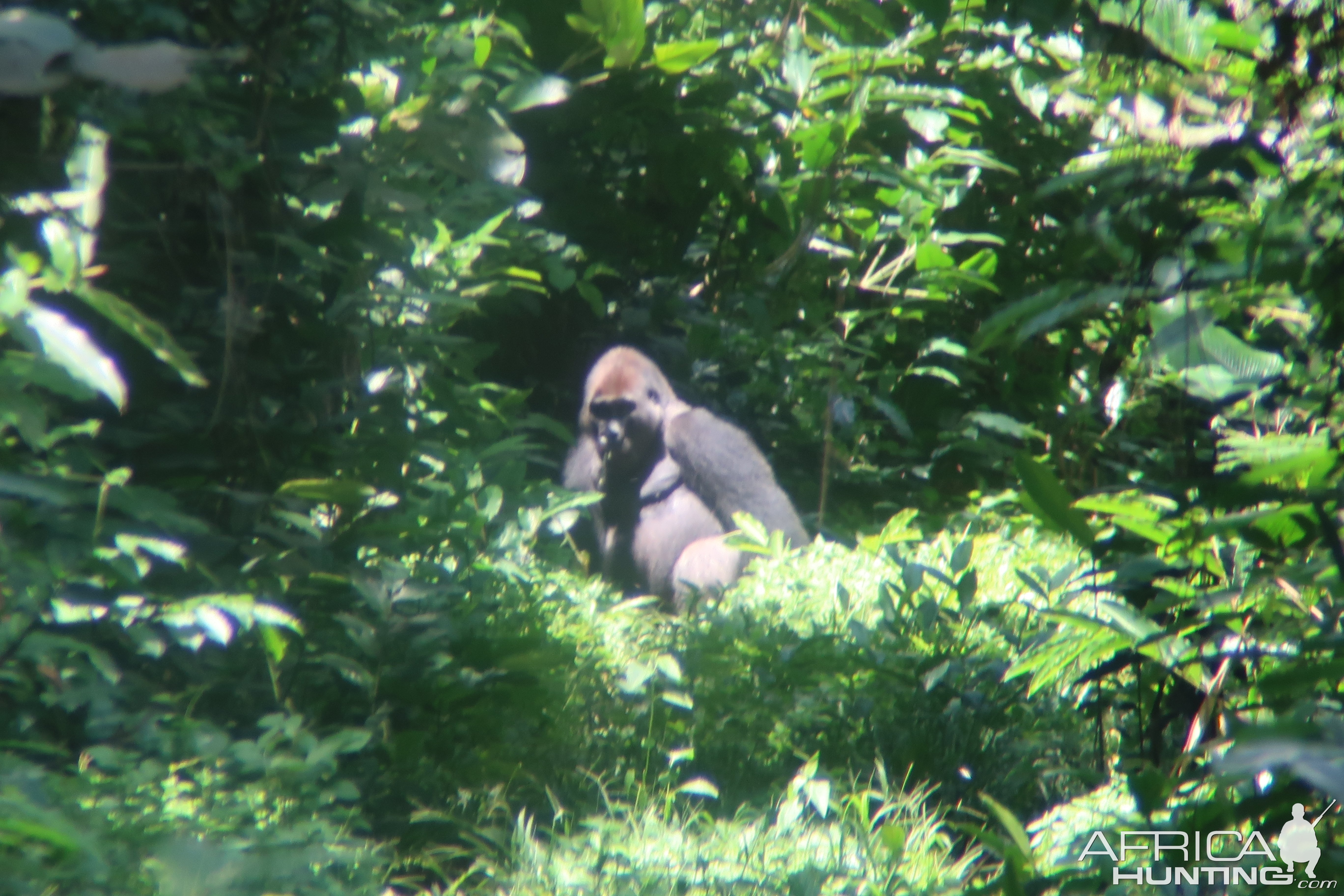 Silverback Gorilla