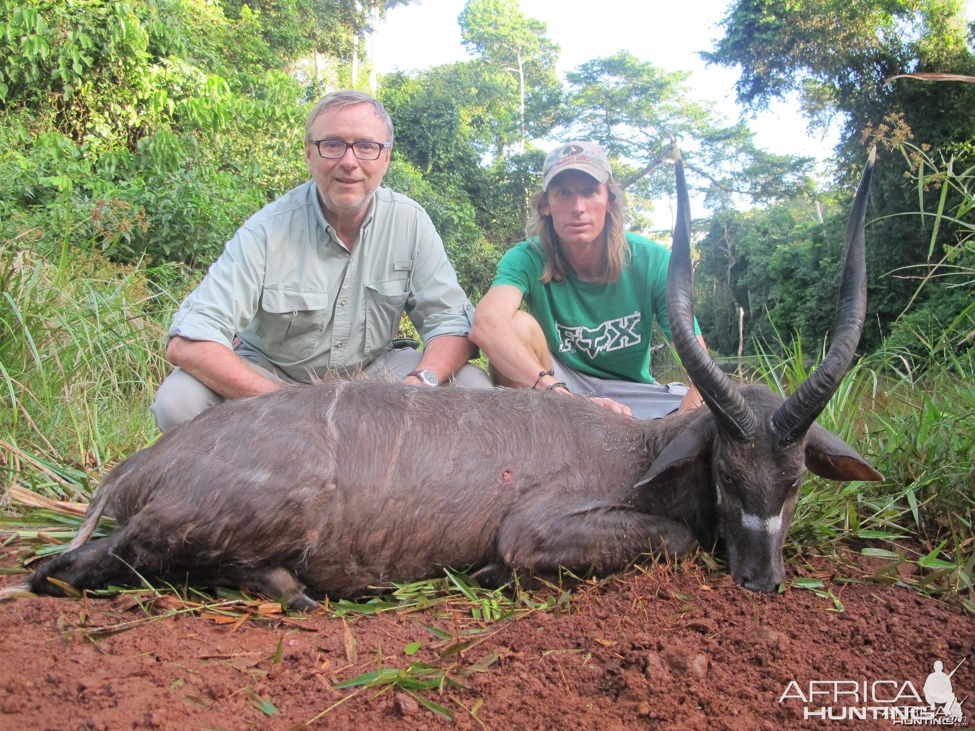 Sitatunga Cameroon