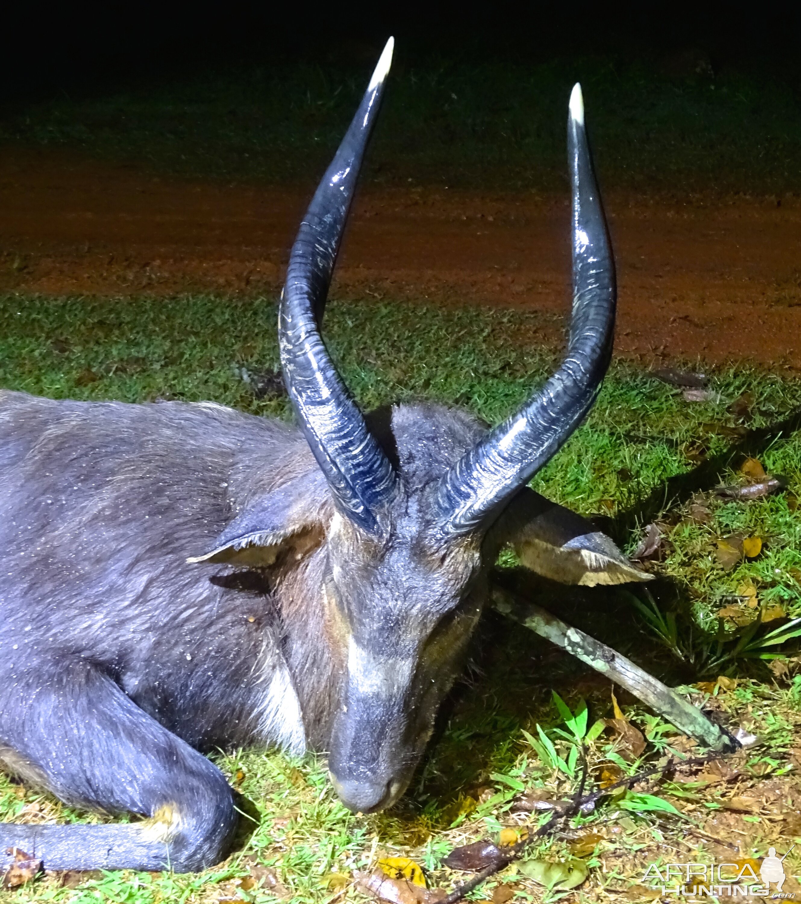 Sitatunga Congo Hunt