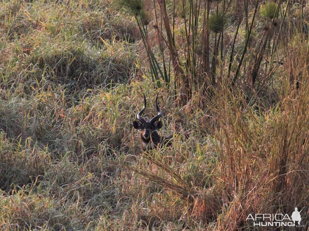 Sitatunga in Zambia