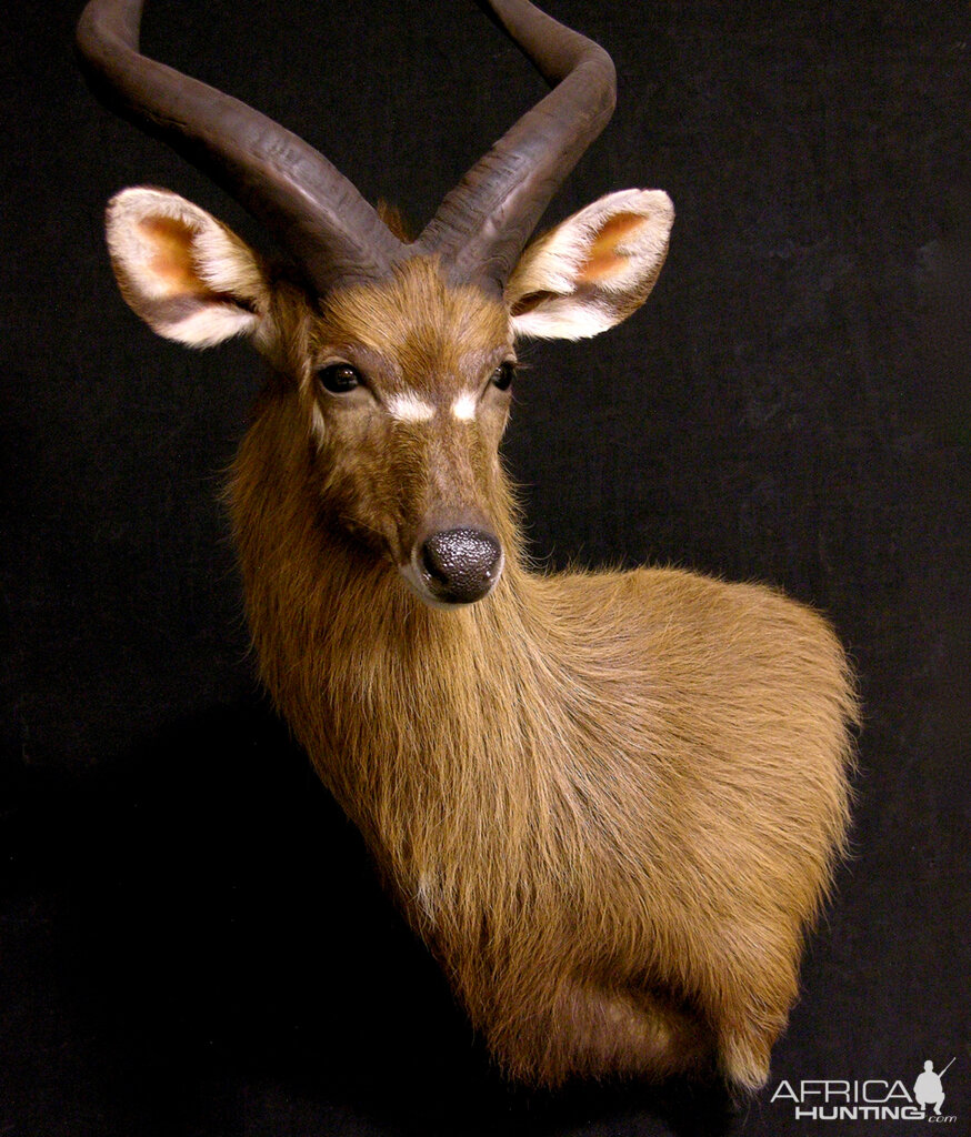 Sitatunga Shoulder Mount Taxidermy