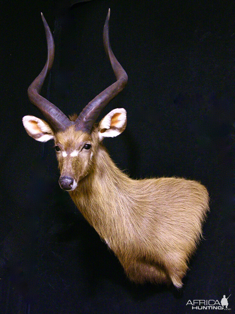 Sitatunga Shoulder Mount Taxidermy