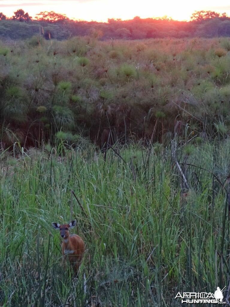 Sitatunga Uganda