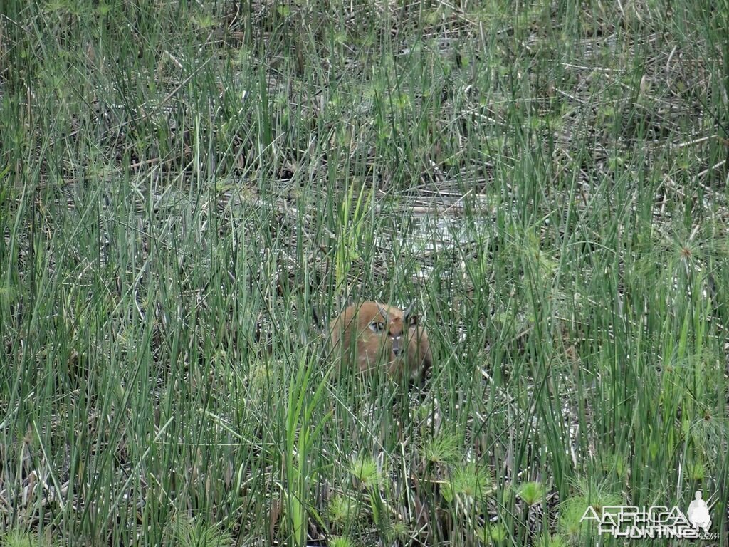 Sitatunga Uganda