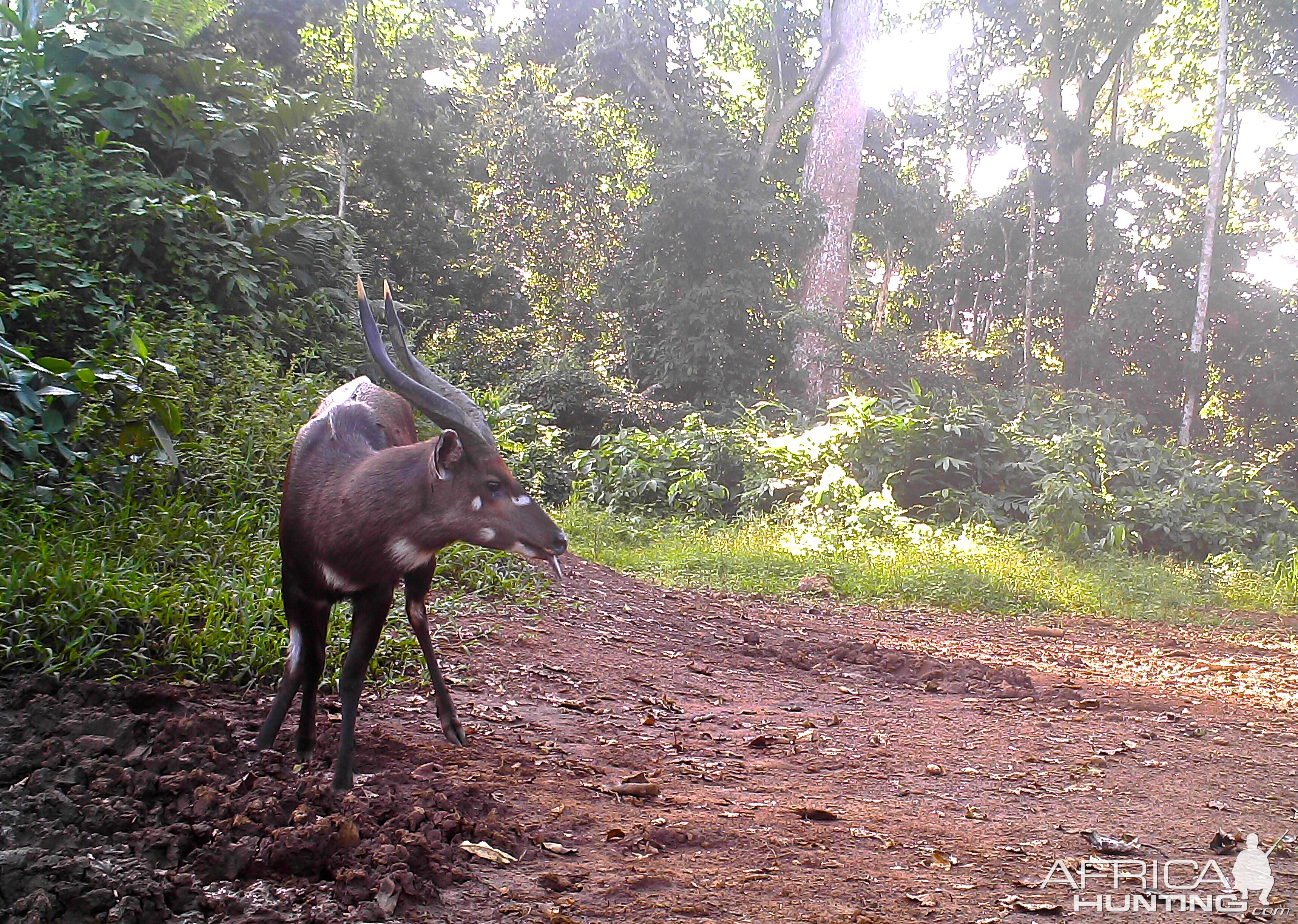 Sitatunga