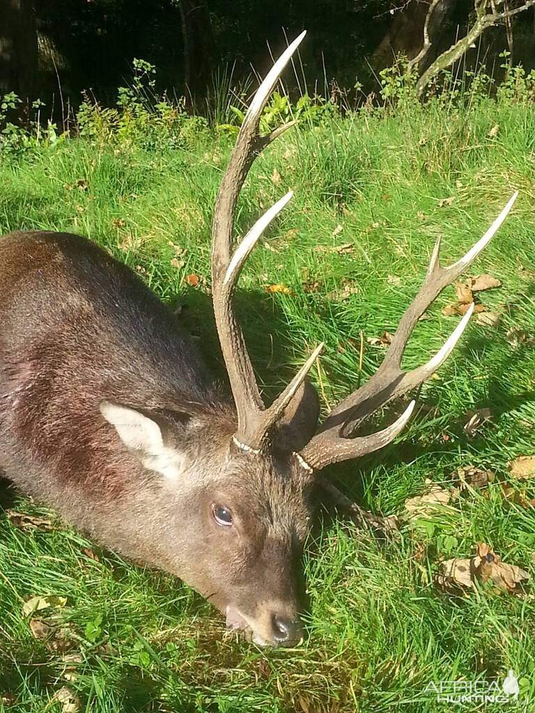 Sitka deer Hunting England