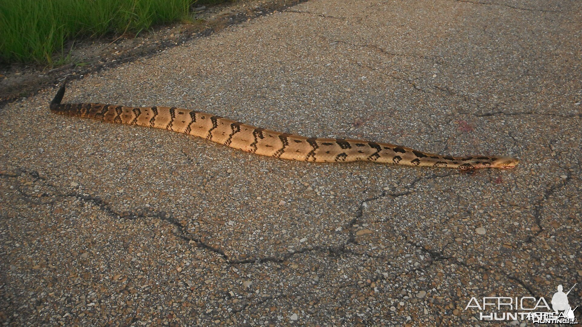 six foot timber rattler