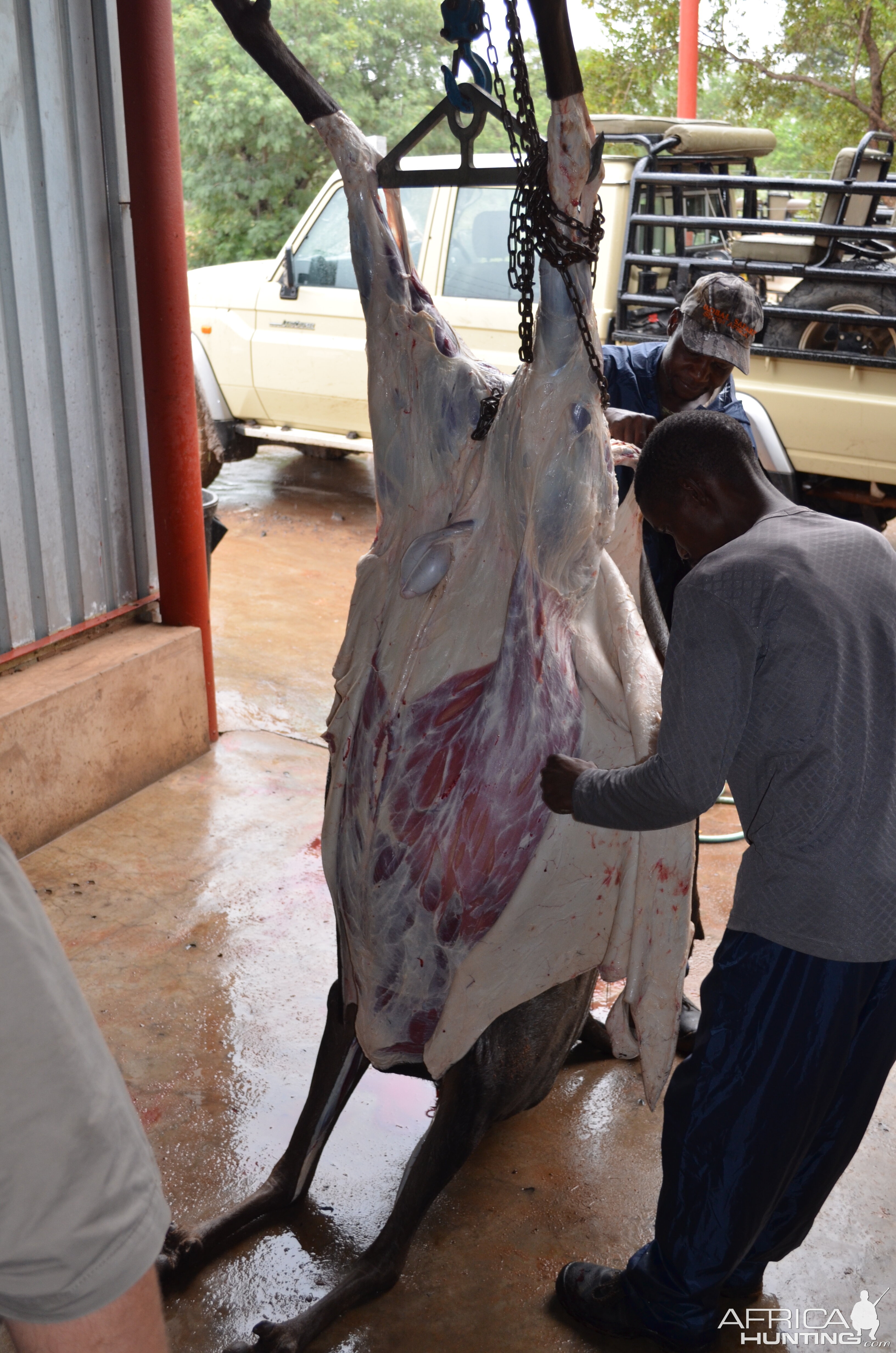 Skinners busy skinning Blue Wildebeest