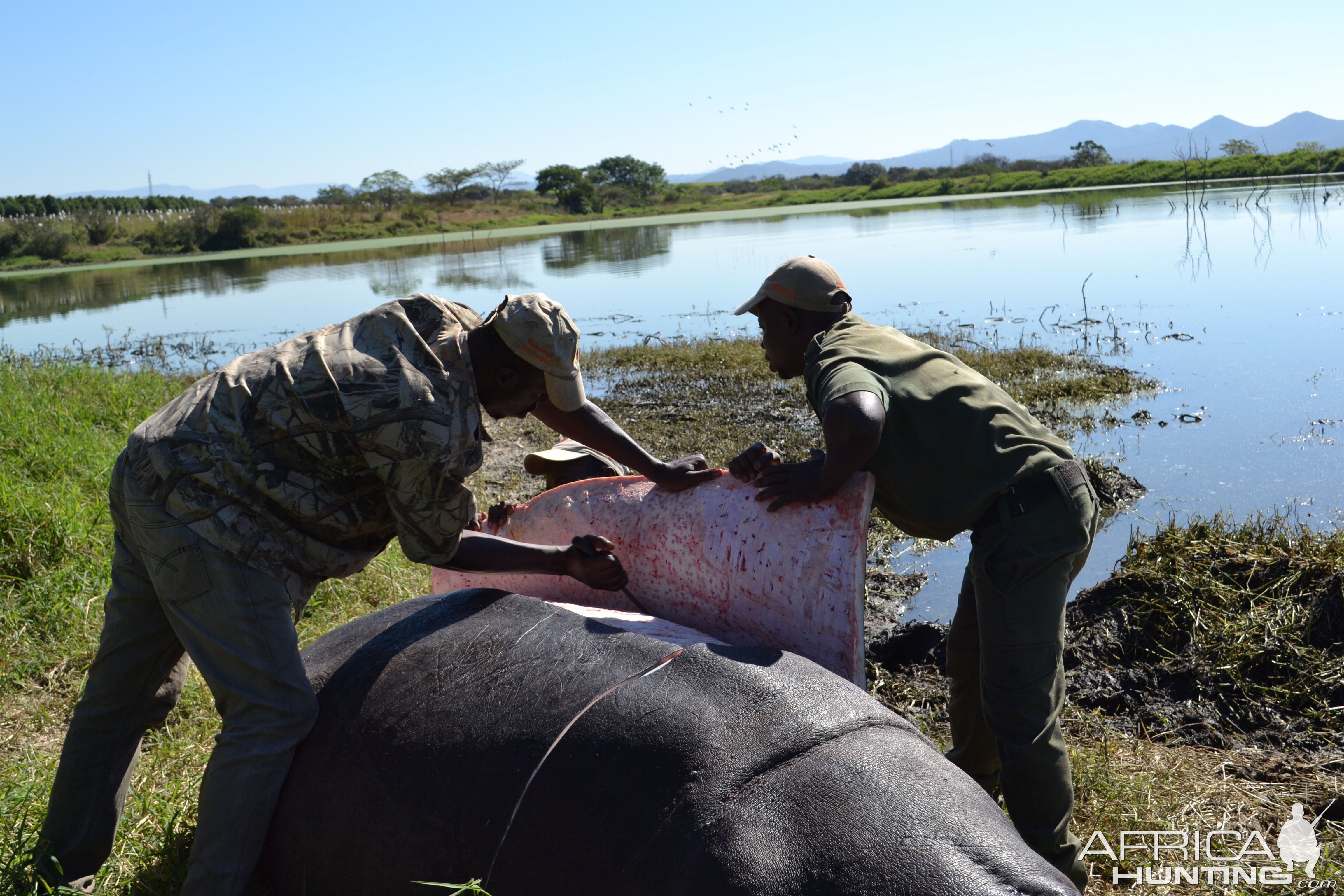 Skinning Hippo