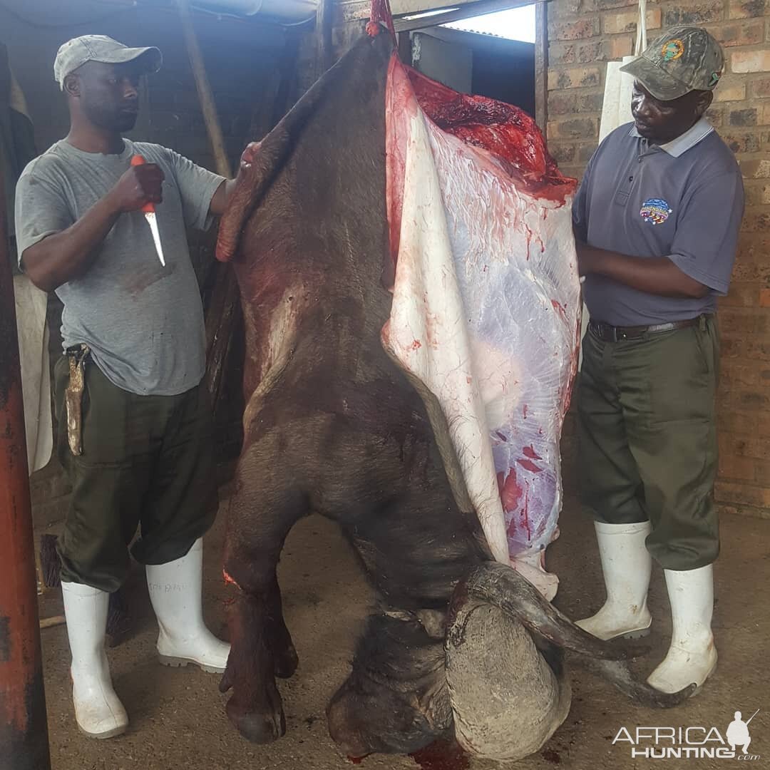 Skinning of a Cape Buffalo South Africa