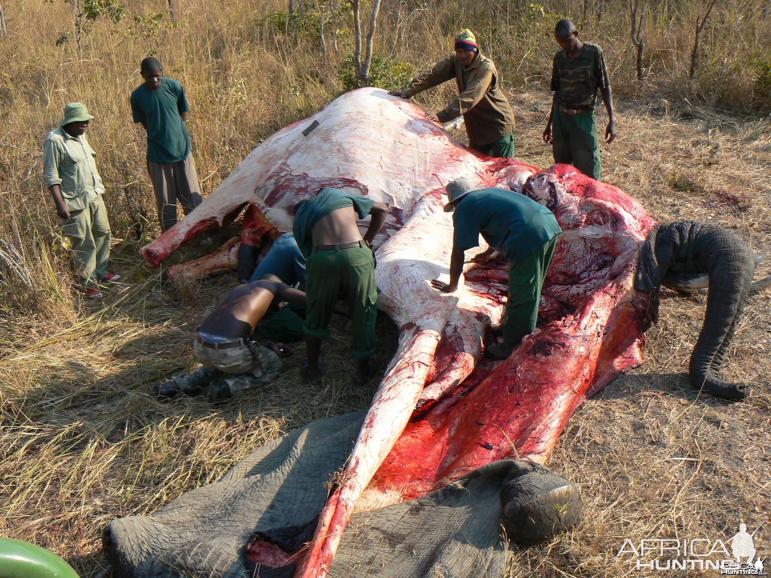 Skinning of an Elephant