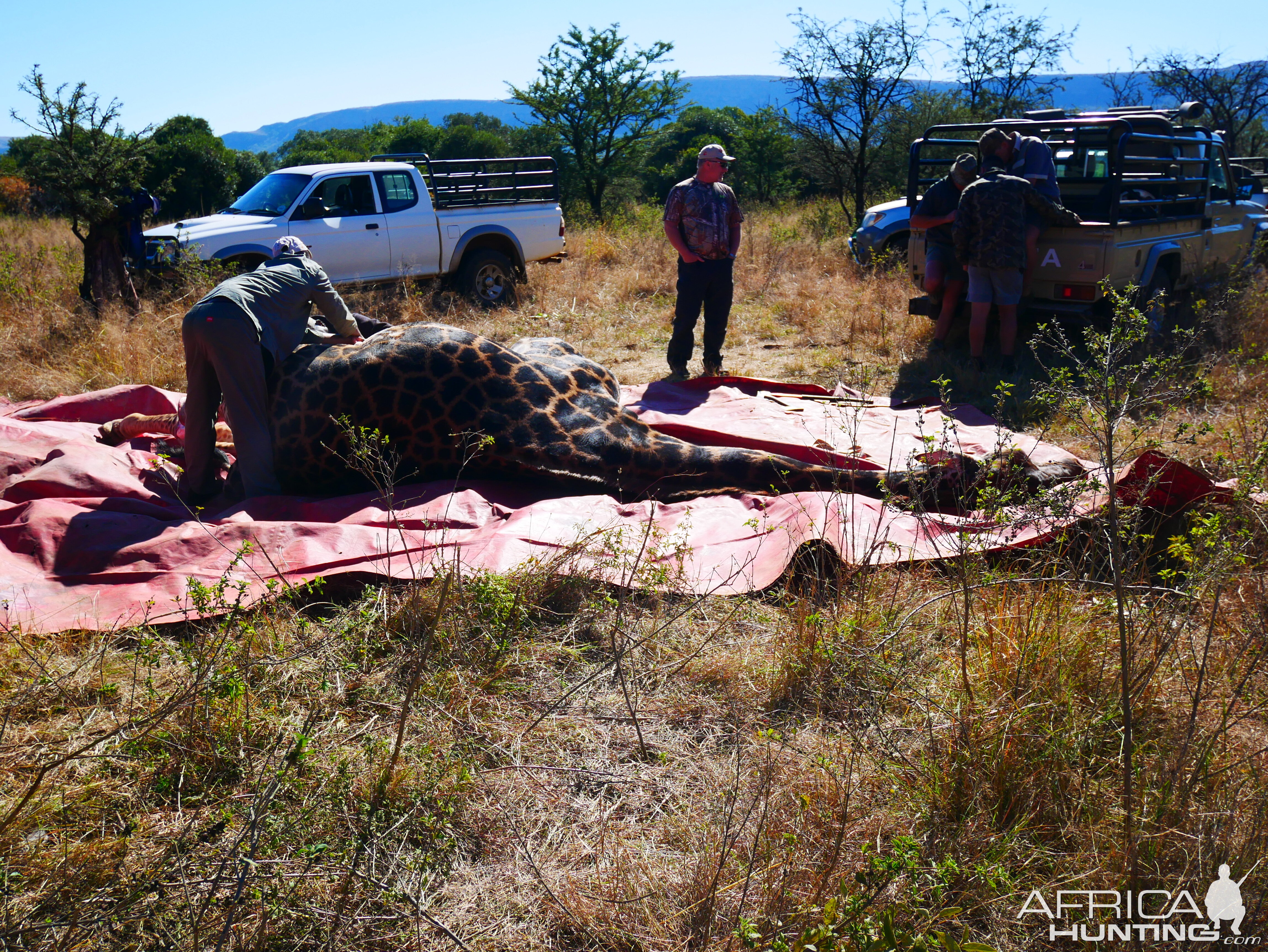 Skinning of Giraffe