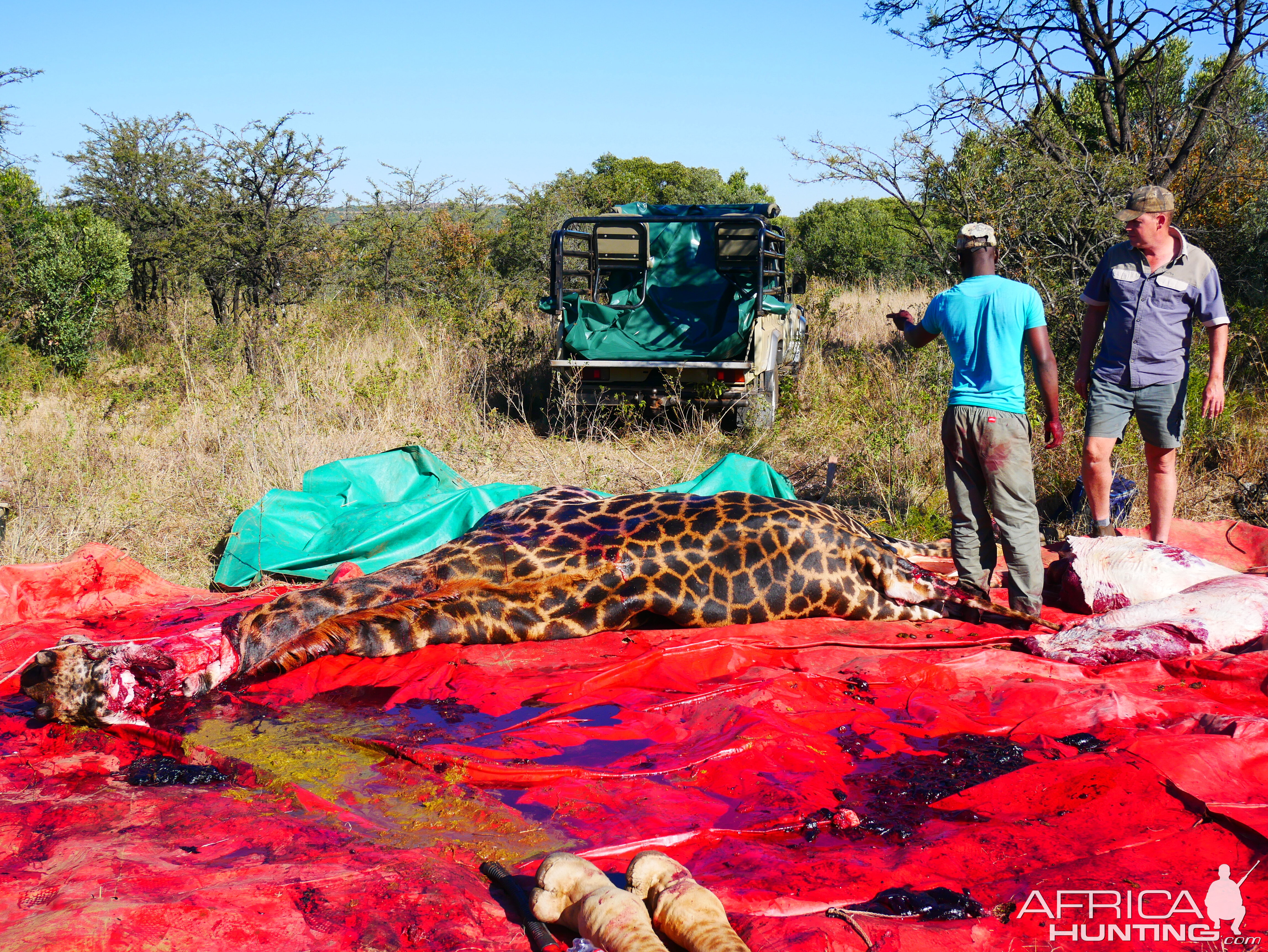 Skinning of Giraffe