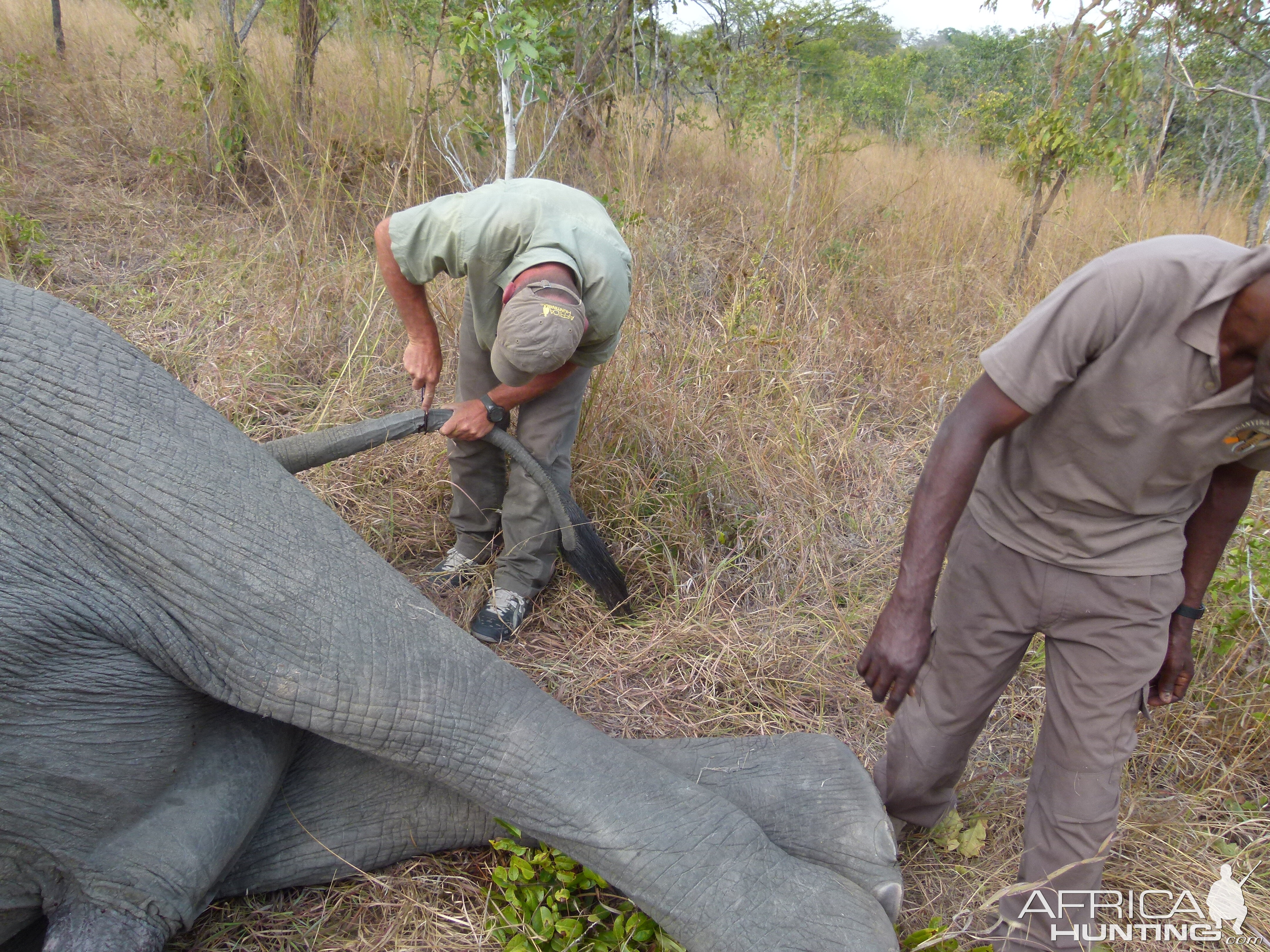 Skinning the Elephant... a big job