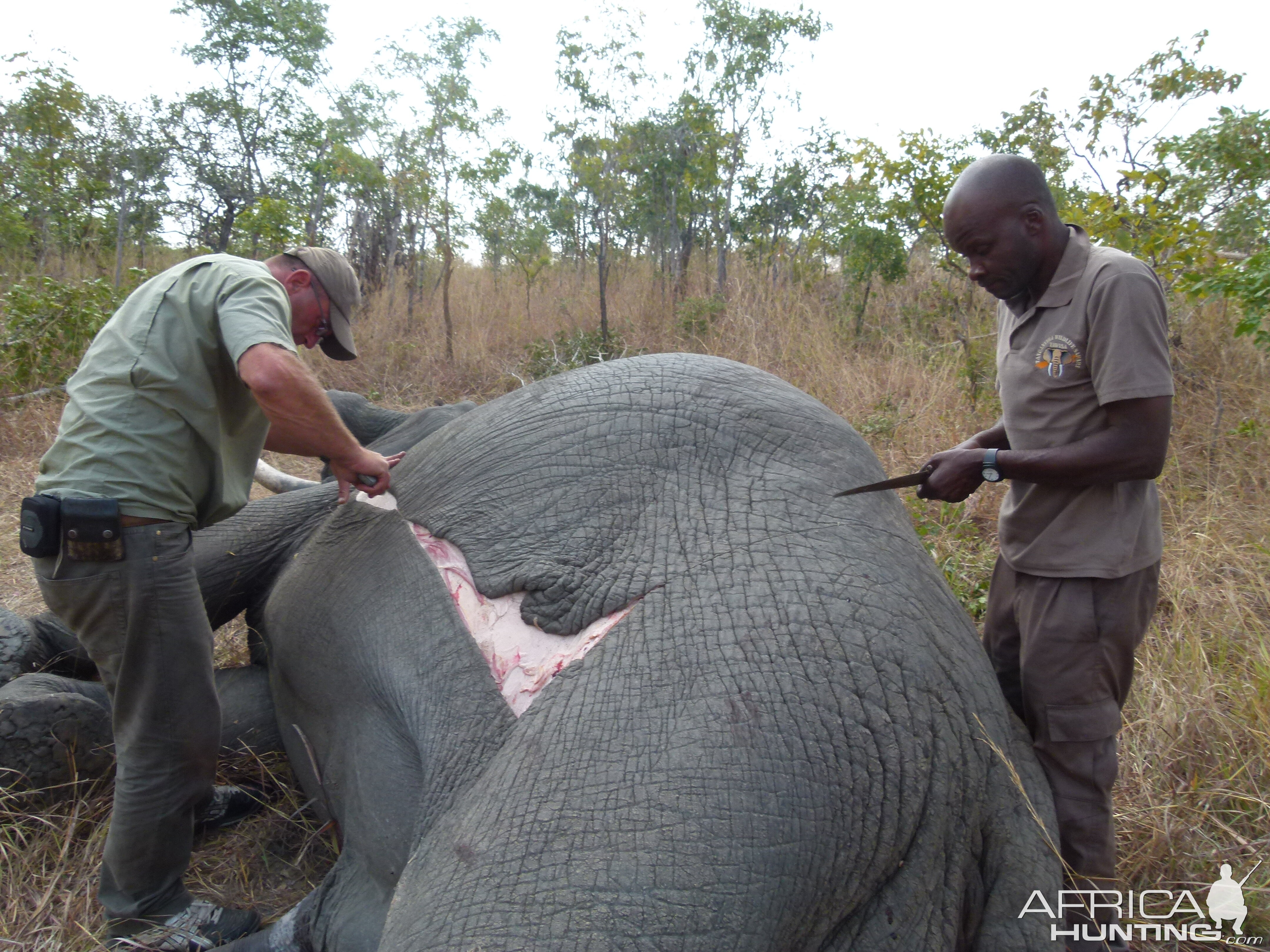 Skinning the Elephant... a big job