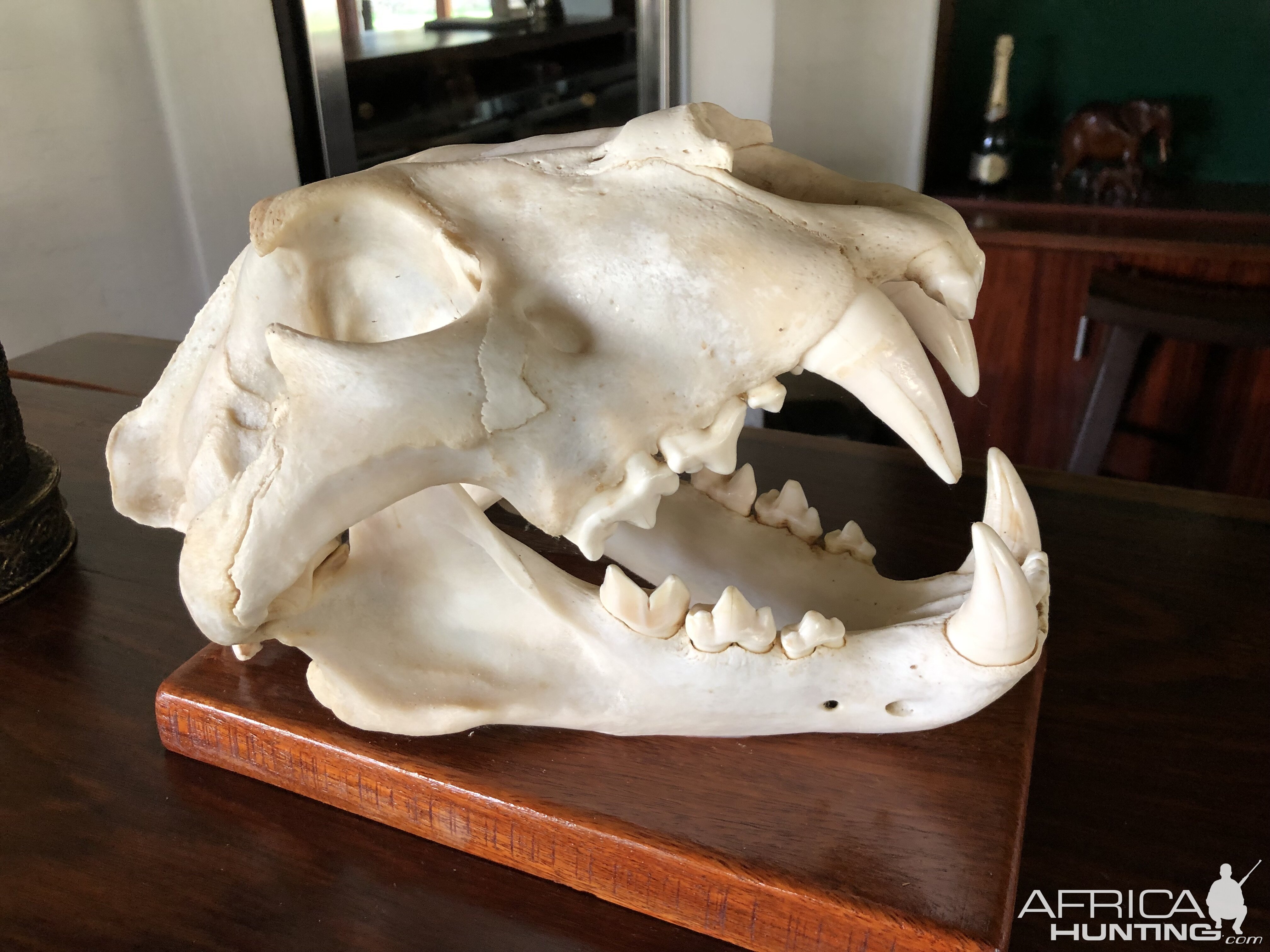 Skull of a man-eater male lion