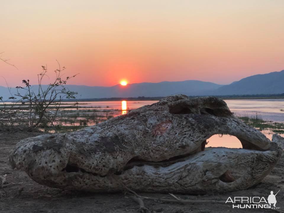 Skull of Crocodile against the setting sun