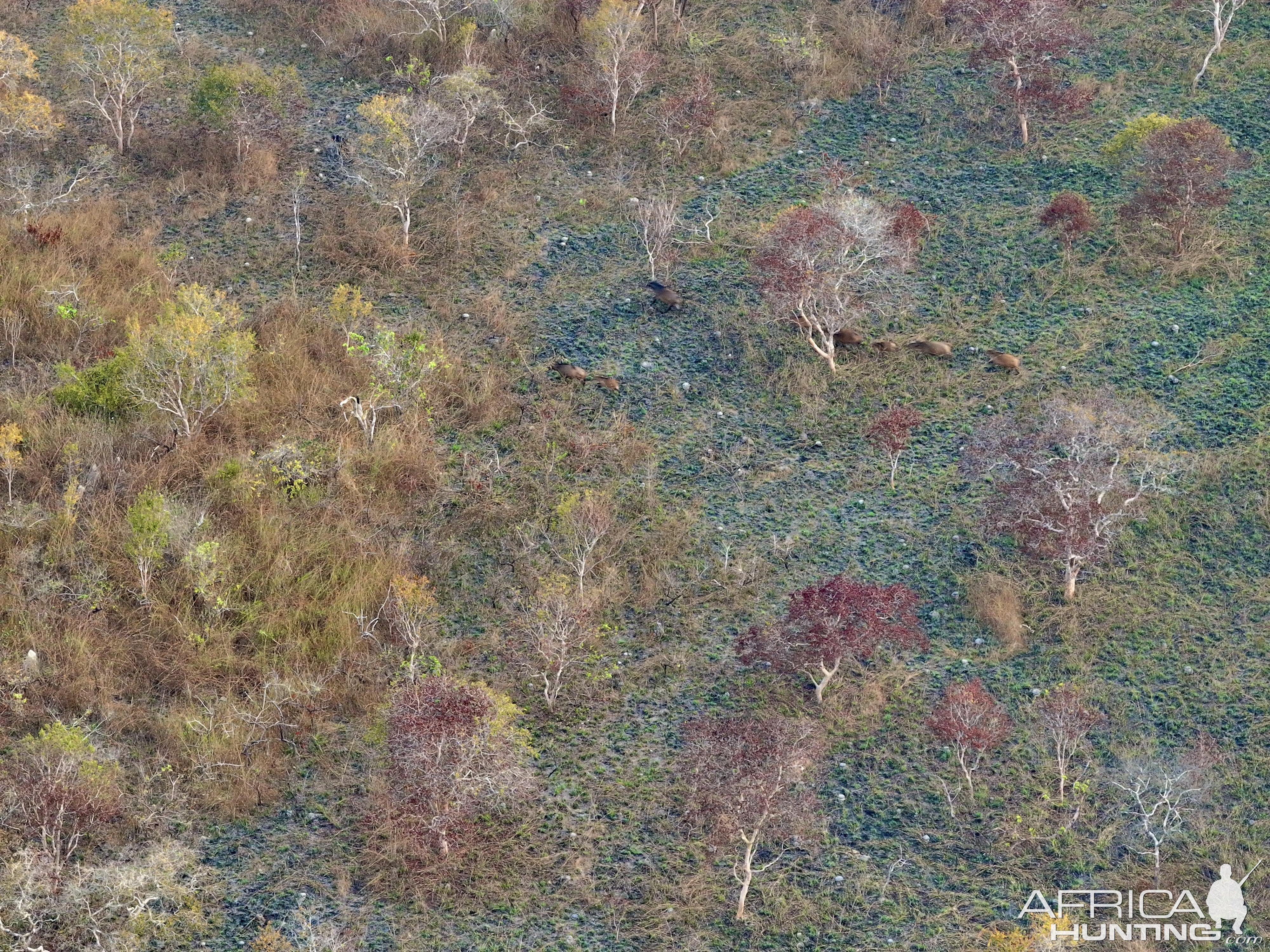 Sky View Forest Buffalo Herd Congo