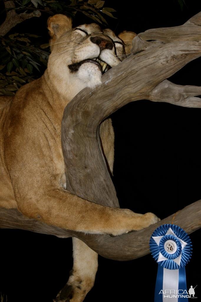 Sleeping Lioness Full Mount Taxidermy Scene