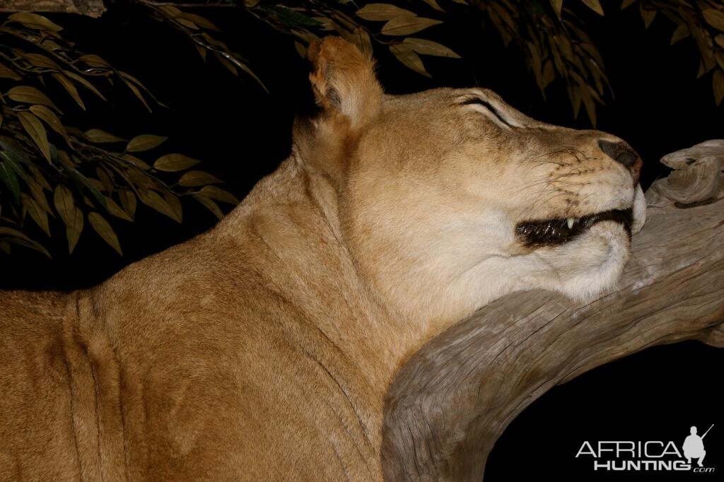 Sleeping Lioness Full Mount Taxidermy Scene