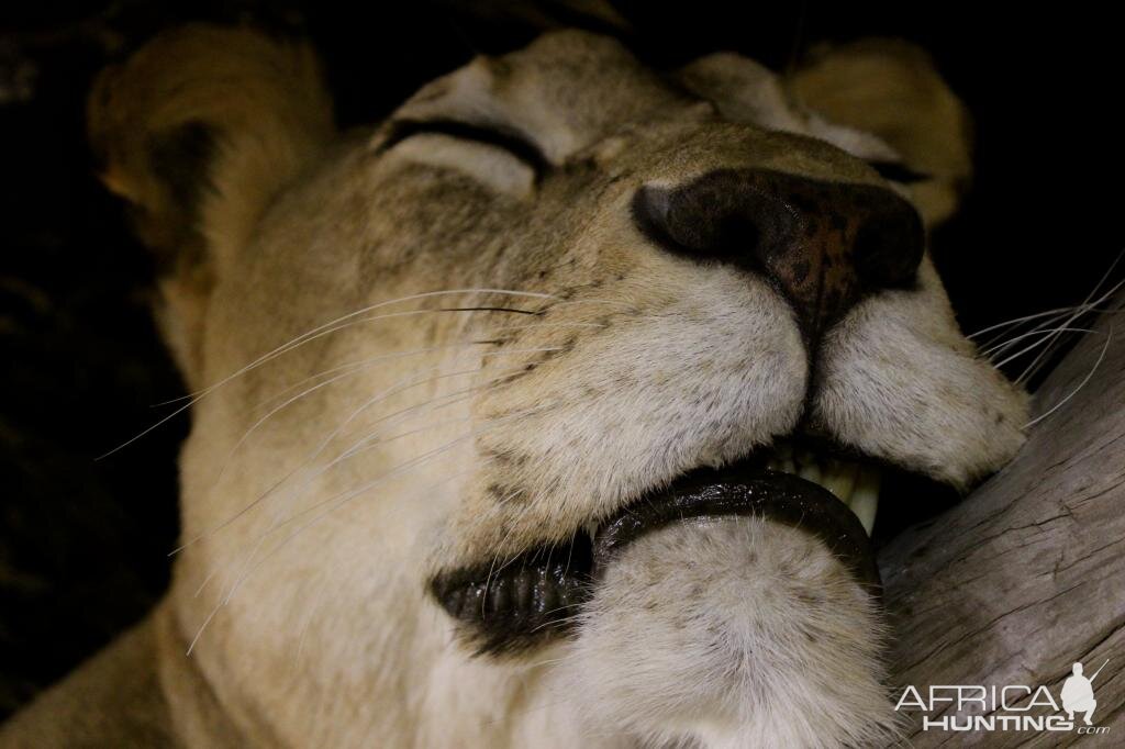 Sleeping Lioness Full Mount Taxidermy Scene