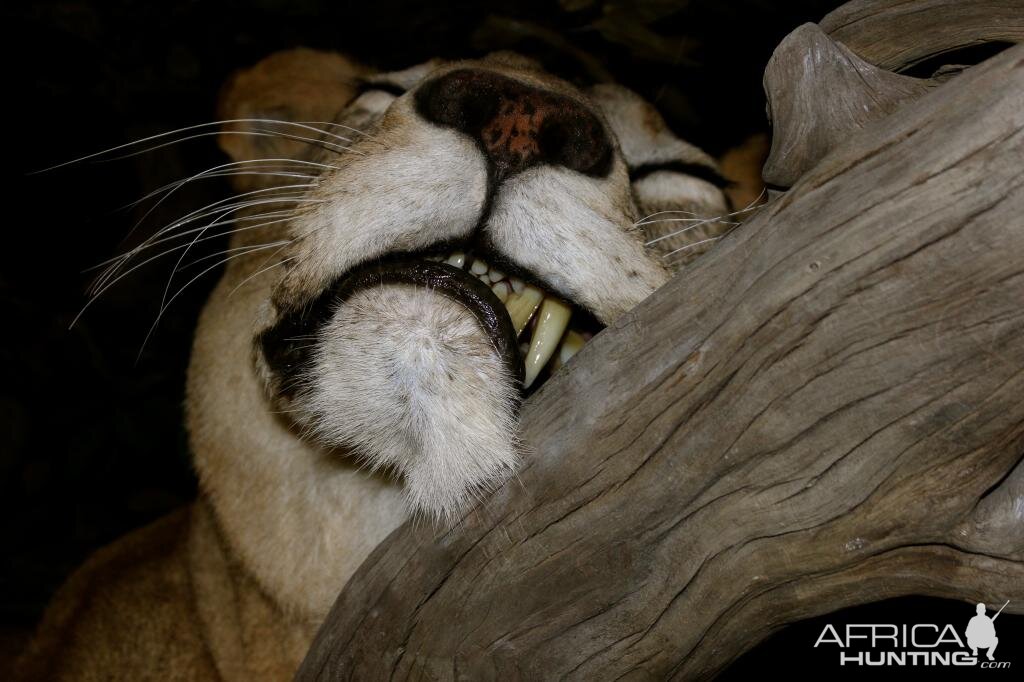 Sleeping Lioness Full Mount Taxidermy Scene