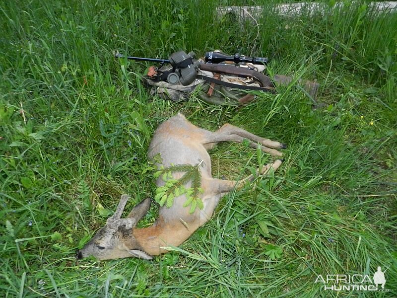 Slovenia Roe Buck Hunting