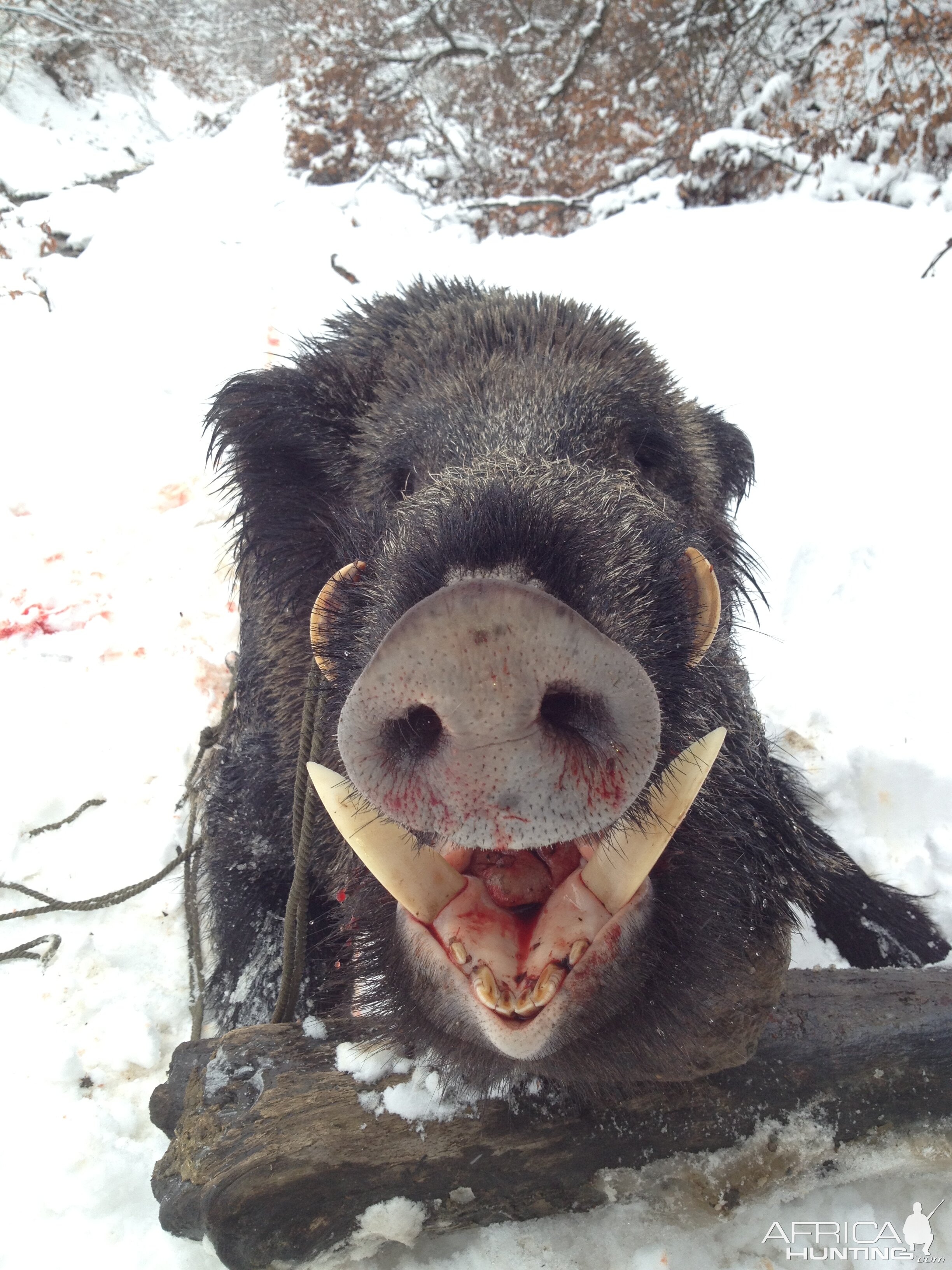 Small boar with big tusks