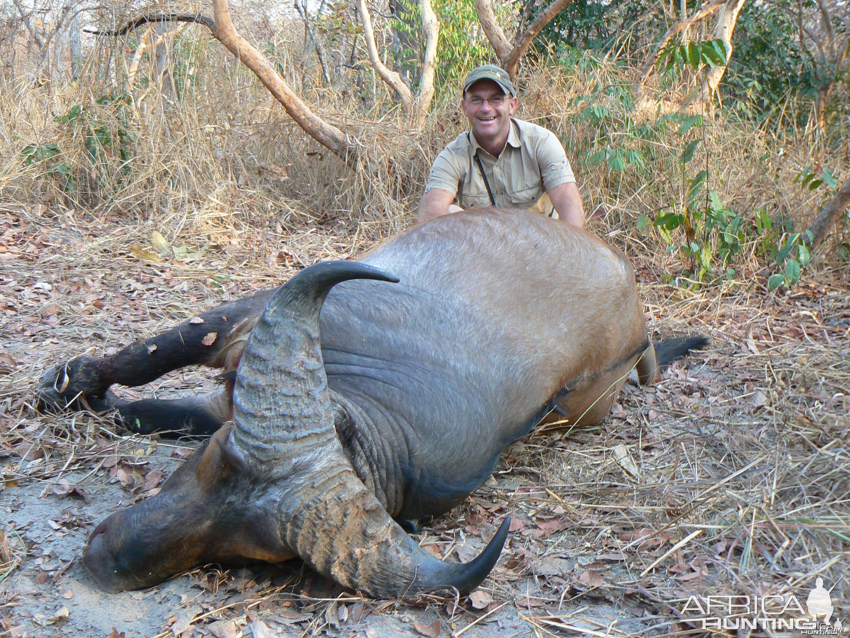 Small bodied buffalo bull from CAR