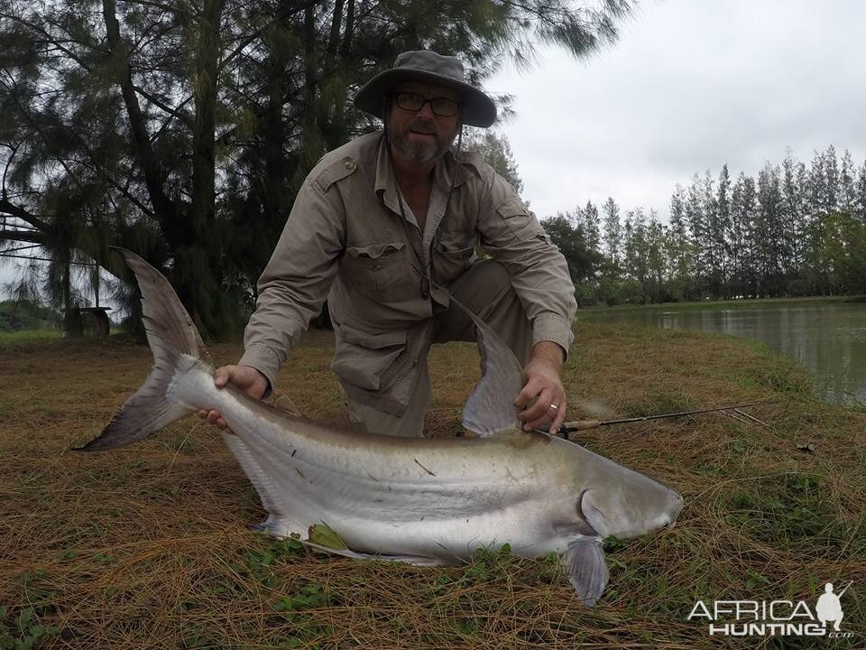 Small chaophraya catfish