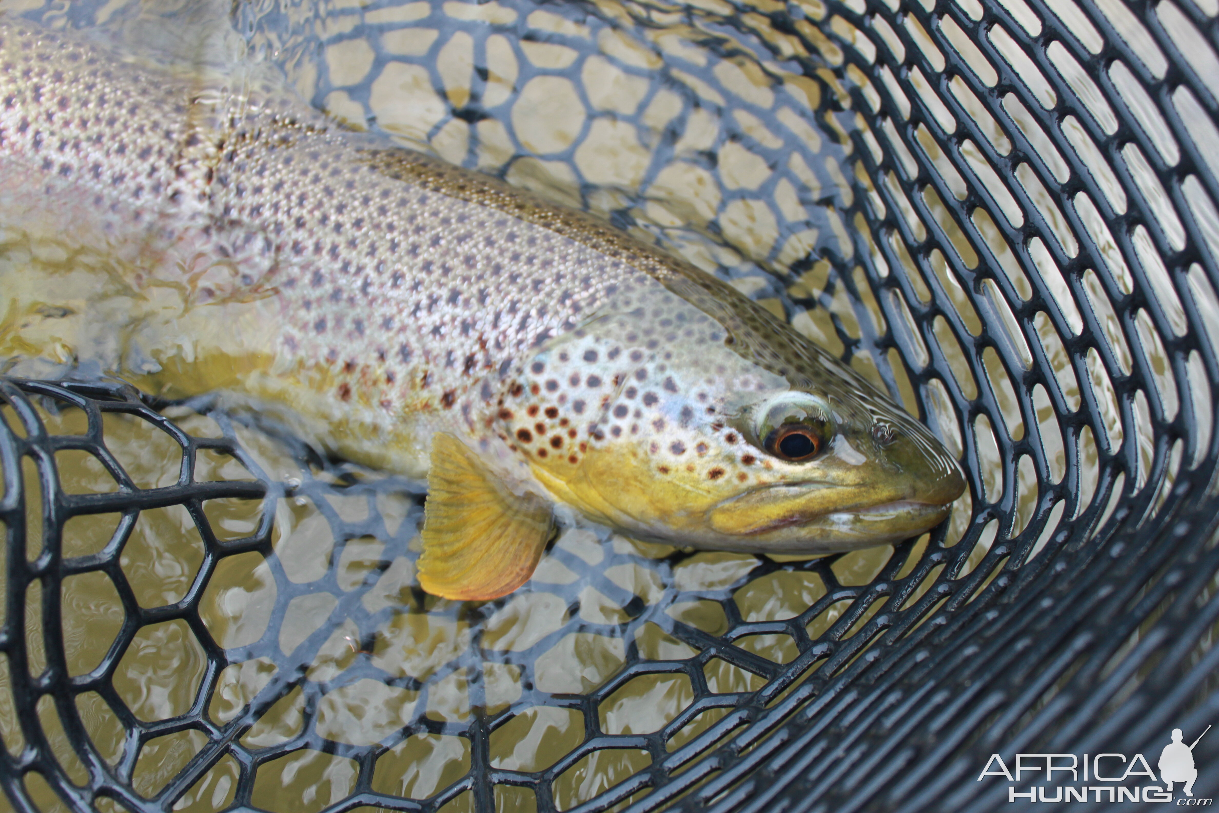 Small Flint Creek Brown Trout Western Montana