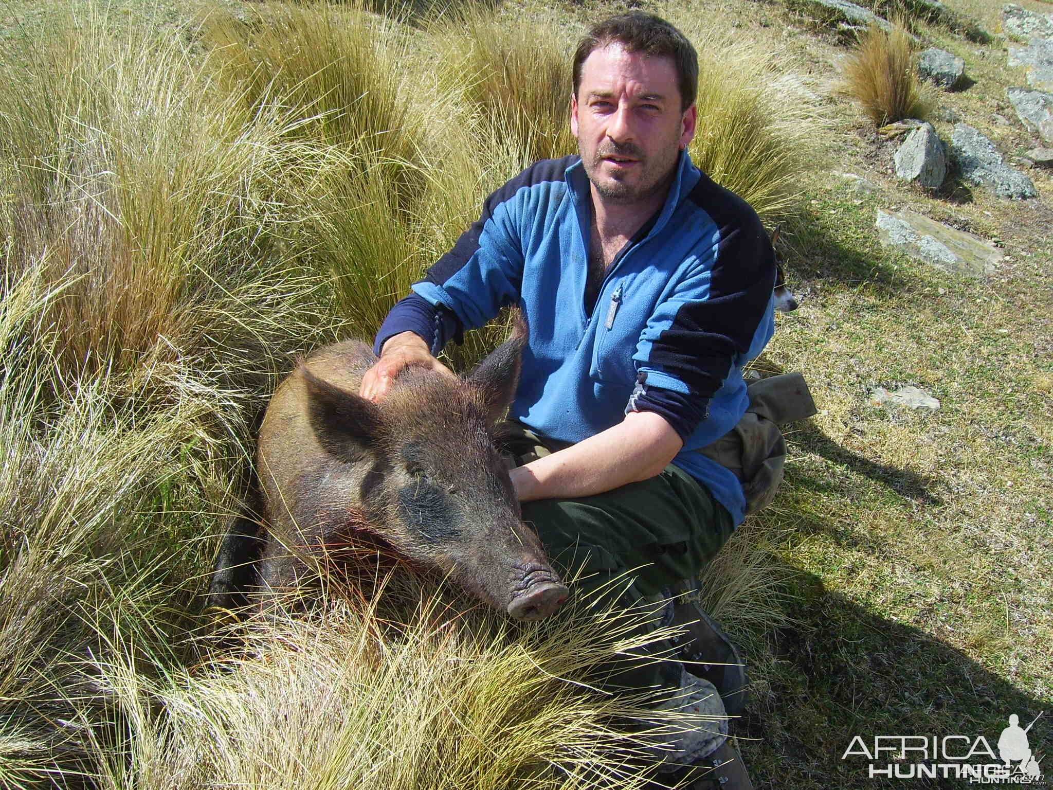 Small pig taken with .22/250