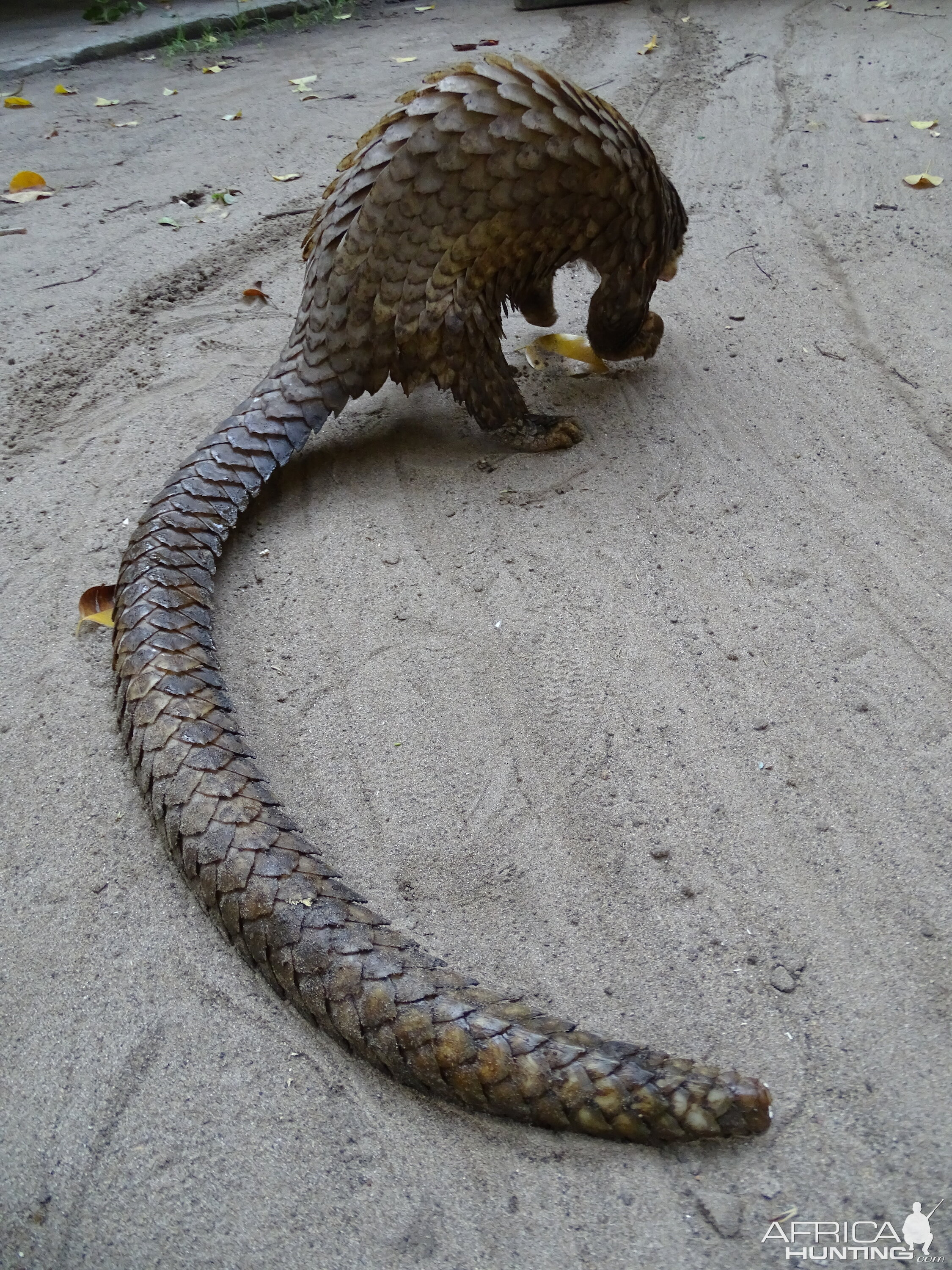 Small Scale Pangolin Congo