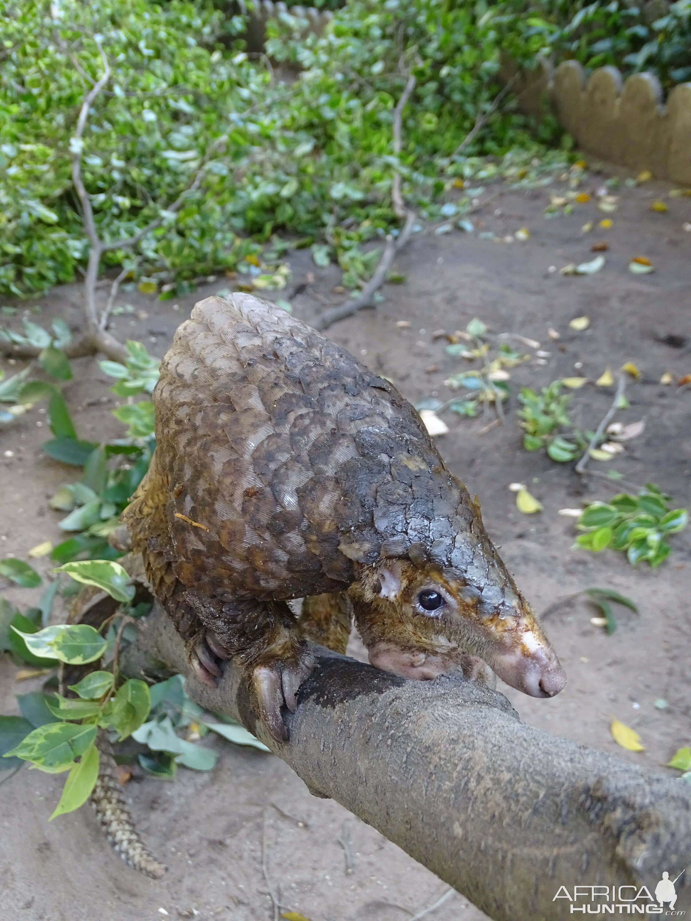 Small Scale Pangolin Congo