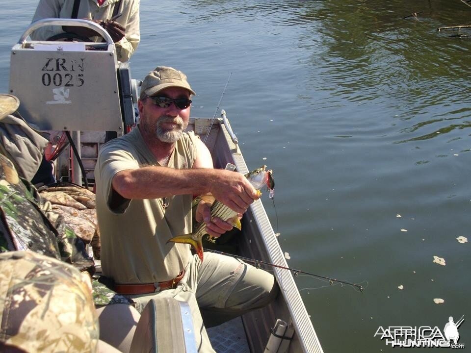 Small tiger fish